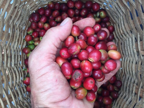 Línea LIBERTAD. Café Castillo & Bourbon rosado Lavados +85 puntos - Imagen 12